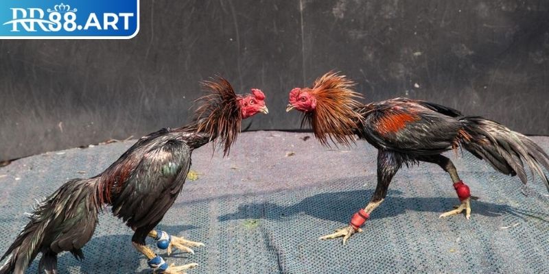 Đá Gà 4k RR88 - Trải Nghiệm Đỉnh Cao Trong Thế Giới Trực Tuyến 2 Nâng cao tính chuyên nghiệp