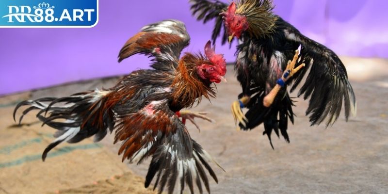 Đá Gà 4k RR88 - Trải Nghiệm Đỉnh Cao Trong Thế Giới Trực Tuyến 1 Đá Gà 4k RR88 là gì?