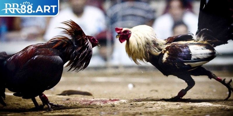 Đá Gà 4k RR88 - Trải Nghiệm Đỉnh Cao Trong Thế Giới Trực Tuyến 3 Trải nghiệm người xem khi theo dõi Đá Gà 4k RR88