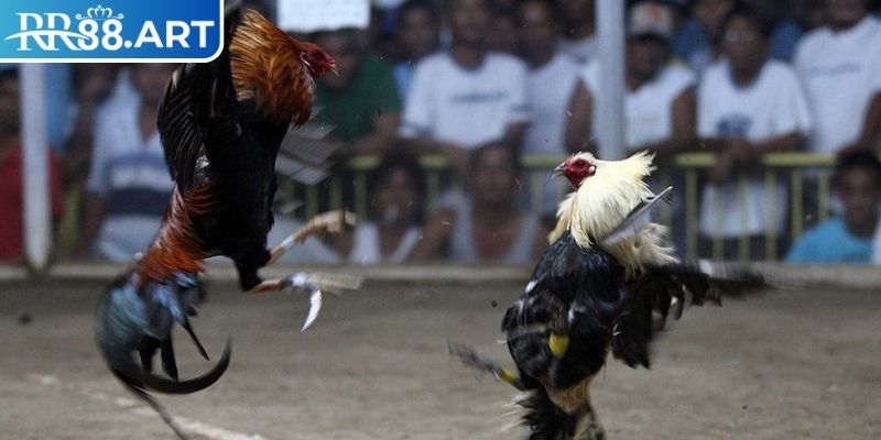 Các lựa chọn cược hấp dẫn tại đá gà cựa dao RR88