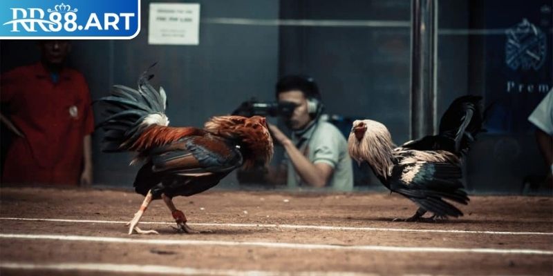 Đá Gà Cựa Sắt RR88 - Chiến Thuật Để Chiến Thắng Mọi Trận Đấu 3 Chọn thời điểm đặt cược hợp lý