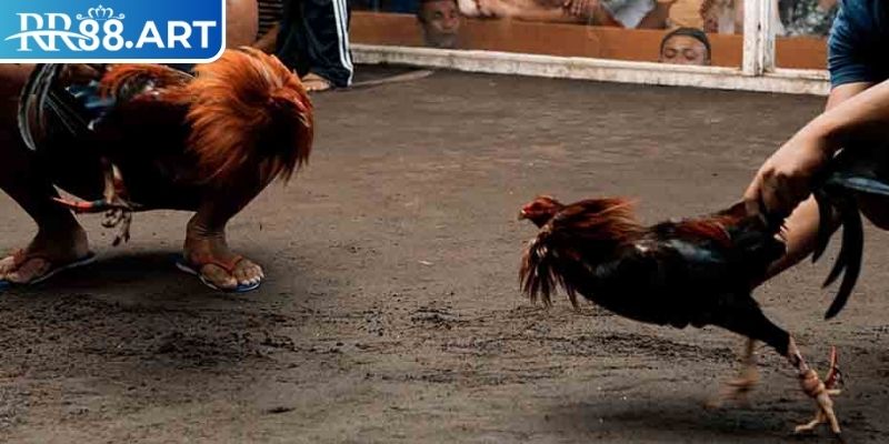 Đá Gà Cựa Sắt RR88 - Chiến Thuật Để Chiến Thắng Mọi Trận Đấu 1 Giới thiệu đá gà cựa sắt RR88