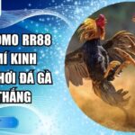 Đá gà thomo RR88