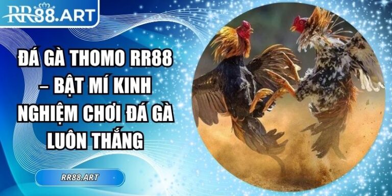 Đá Gà Thomo RR88 – Bật Mí Kinh Nghiệm Chơi Đá Gà Luôn Thắng 5 Đá gà thomo RR88