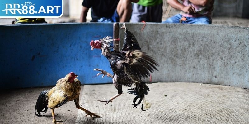 Đá Gà Thomo RR88 – Bật Mí Kinh Nghiệm Chơi Đá Gà Luôn Thắng 2 Các loại hình đấu tại đá gà thomo RR88