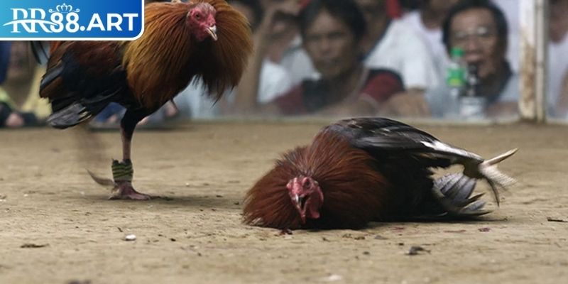 Đá Gà Thomo RR88 – Bật Mí Kinh Nghiệm Chơi Đá Gà Luôn Thắng 3 Kinh nghiệm chơi đá gà thomo