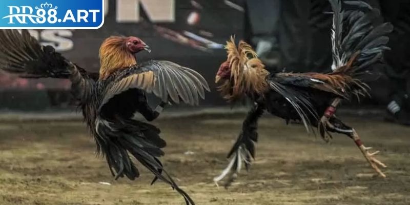 Đá Gà Thomo RR88 – Bật Mí Kinh Nghiệm Chơi Đá Gà Luôn Thắng 1 Đá gà thomo RR88 là gì?