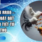 đá gà tre RR88