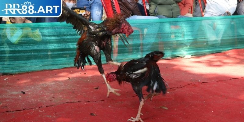 Đá Gà Tre RR88 – Chiến Thuật Đặt Cược Chi Tiết Từ Cao Thủ 1 Đôi nét về đá gà tre
