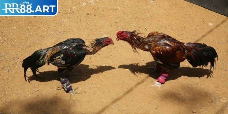 Đá Gà Tre RR88 – Chiến Thuật Đặt Cược Chi Tiết Từ Cao Thủ 3 Livestream trận đá gà full HD