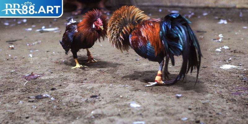 Đá Gà Tre RR88 – Chiến Thuật Đặt Cược Chi Tiết Từ Cao Thủ 2 Tiến hành cược theo từng trận